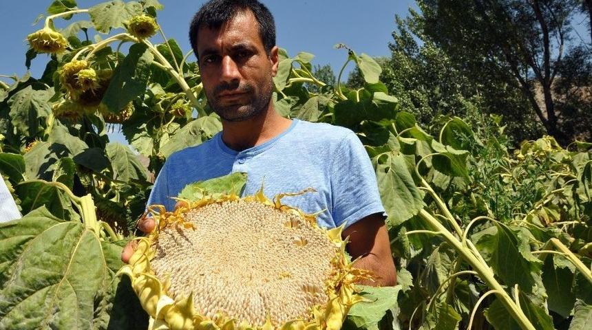 &Ccedil;erezlik Ay&ccedil;i&ccedil;eğindeki B&ouml;lgesel &Ccedil;apta Dane Kaybı Yaşanıyor