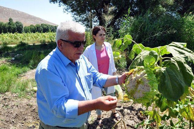 Çerezlik Ayçiçeğindeki Bölgesel Çapta Dane Kaybı Yaşanıyor