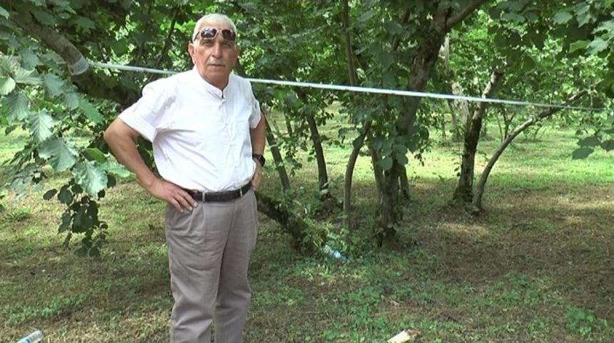 Şahin: "fındıkta Tek Dal, Maliyeti Düşürürken, Verim Ve Kaliteyi Artırıyor"