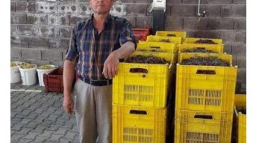 Şaphane&rsquo;de Vişne Sezonu Sona Erdi