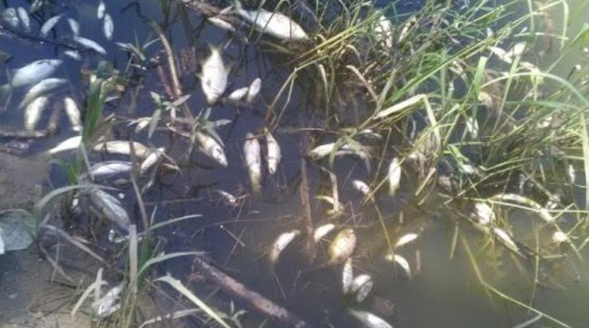 Oksijensiz Kalan Binlerce Balık Telef Oldu