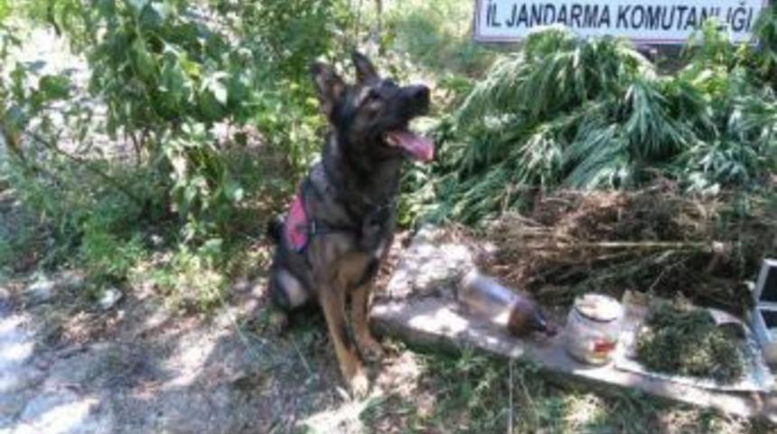 Bafra'da Uyuşturucuya 1 G&ouml;zaltı