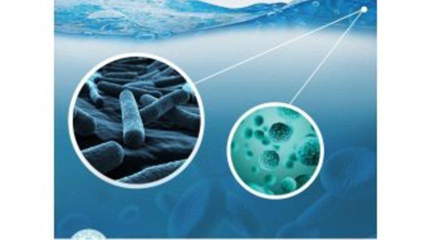 Su Ve Besinlerle Bulaşan Hastalıklar