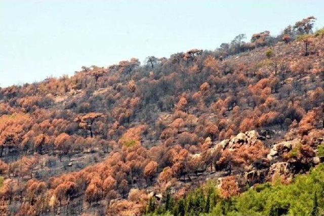 İzmir'deki Orman Yangınının Çıkış Nedeni Araştırılıyor