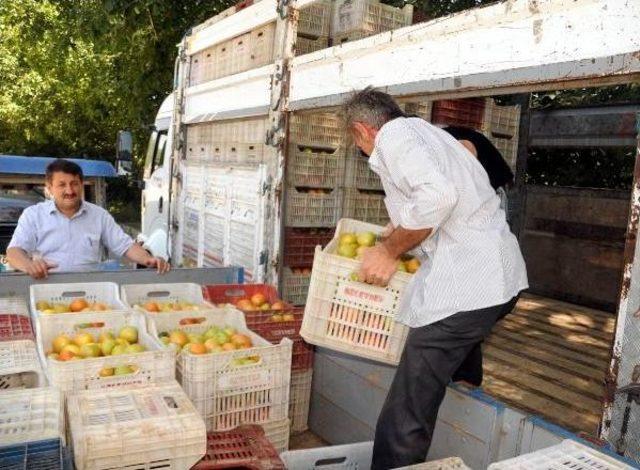 Tokat'tan Ortadoğu Ülkelerine Domates Ihracatı