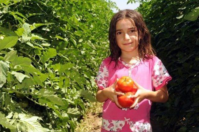 Tokat'tan Ortadoğu Ülkelerine Domates Ihracatı