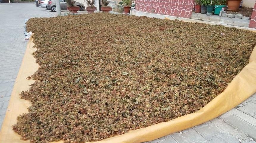 D&uuml;zce&rsquo;de Fındık Harmana İndi