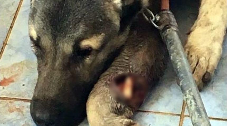 Mardin&rsquo;de Yaralanan K&ouml;pekler İstanbul&rsquo;da Tedavi Edilecek