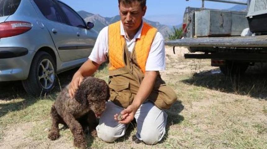 Artvin&rsquo;De &Ouml;zel Eğitimli K&ouml;pekle Tr&uuml;f Mantarı Aranıyor