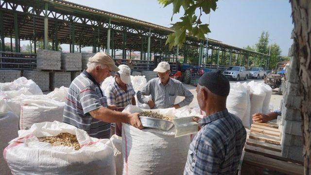 Sarıgöl’de Haşhaş Kapsülü Alımları Başladı