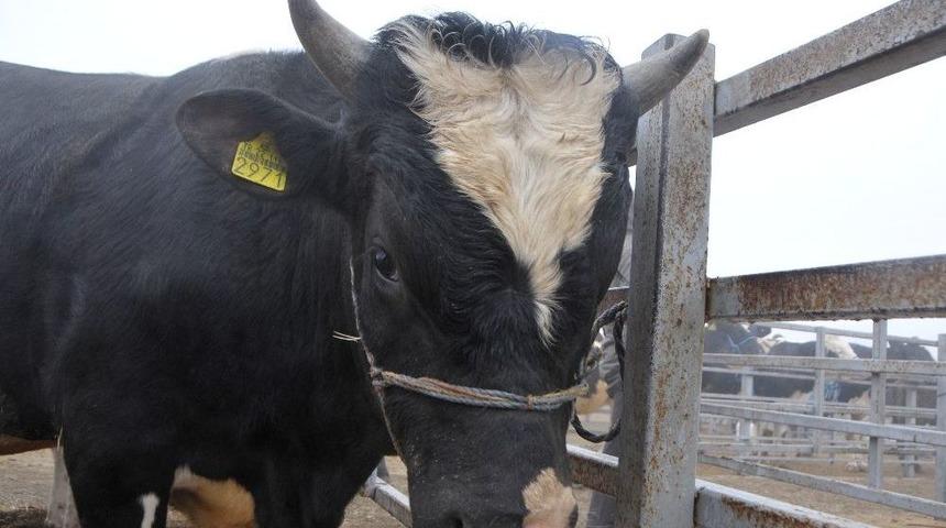 Kurbanlık Fiyatları Belli Oldu