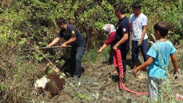 Bataklığa Saplanan Inek Için Seferber Oldular