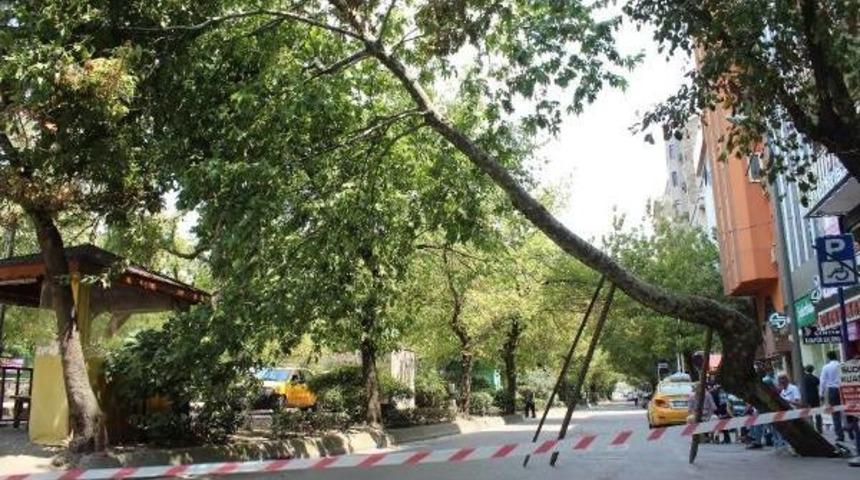 Yarım Asırlık &Ccedil;ınar Yola Doğru Eğilince Kesildi