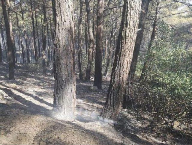 Kazdağları'ndaki 4 Ayrı Noktada Orman Yangını (2)