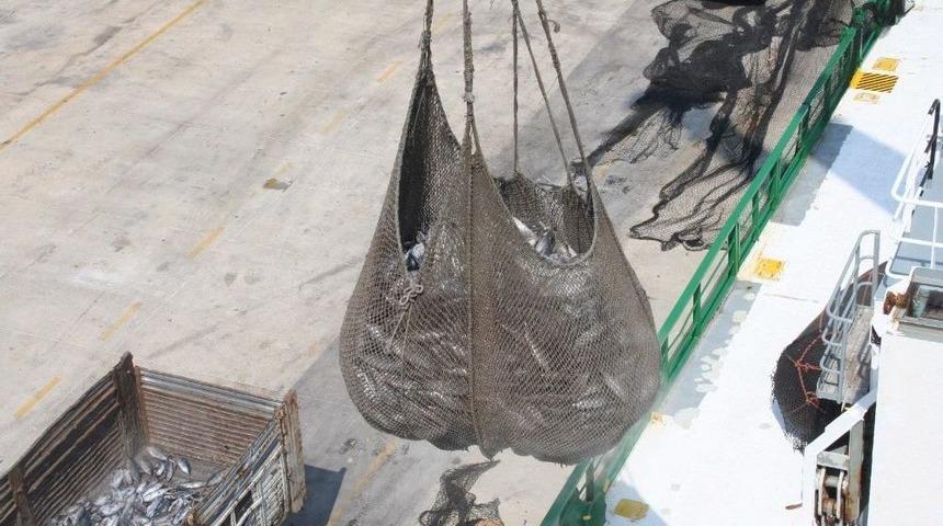 Dardanel, Tarihinin En B&uuml;y&uuml;k Ham Madde Alımını Yaptı