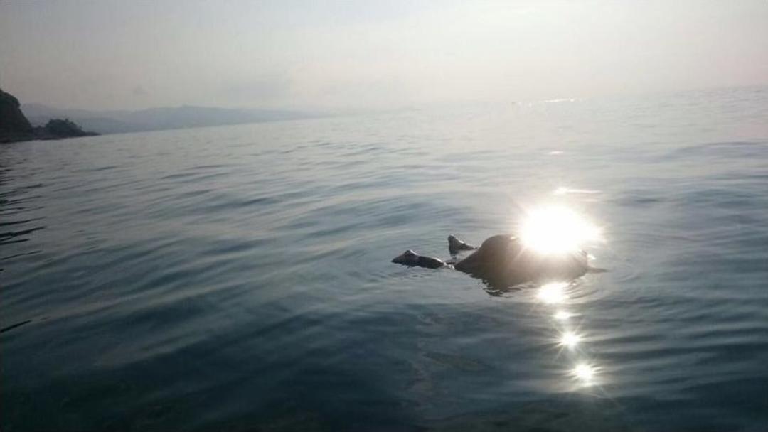 Giresun&rsquo;da Balık Tutarken Denize D&uuml;şerek Kaybolan Kişinin Cesedine Ulaşıldı.