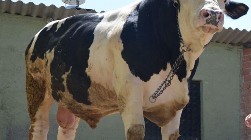 Boğaların Şampiyon&rsquo;u