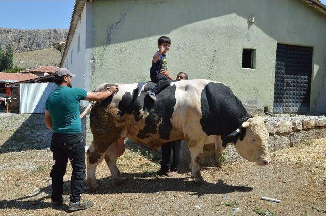 Boğaların Şampiyon’u