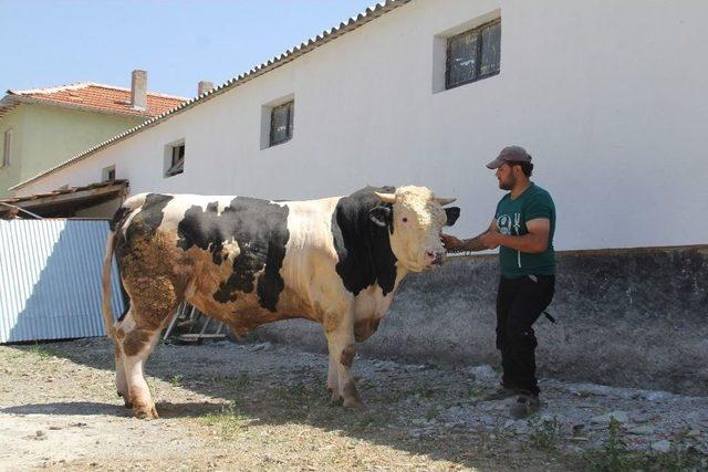 Boğaların Şampiyon’u