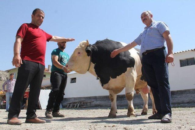 Boğaların Şampiyon’u