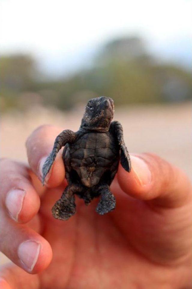 Caretta Carettaların Zorlu Yolculuğu Başladı