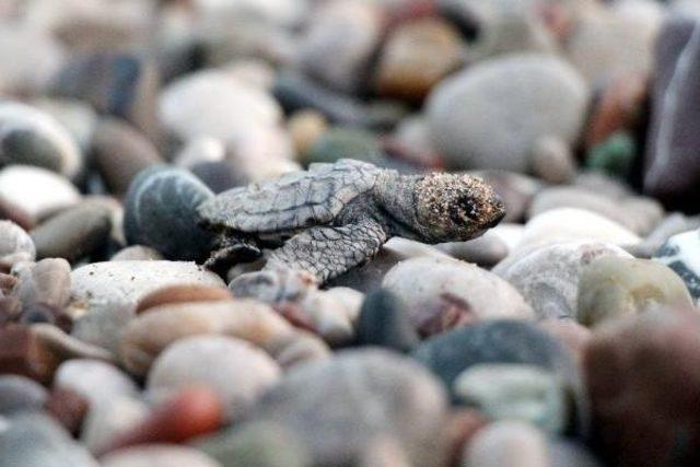 Caretta Carettaların Zorlu Yolculuğu Başladı