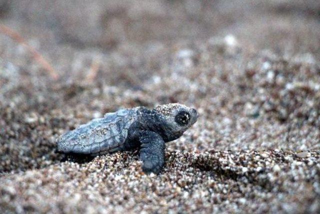 Caretta Carettaların Zorlu Yolculuğu Başladı