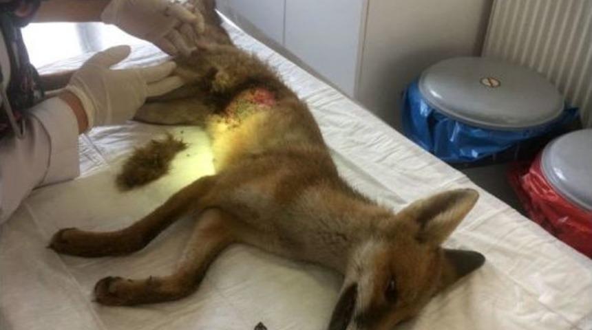 Yaralı Tilki Tedavi Altına Alındı