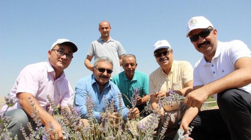 Karaman&rsquo;da Deneme Ama&ccedil;lı Ekilen Lavanta Y&uuml;z G&uuml;ld&uuml;rd&uuml;