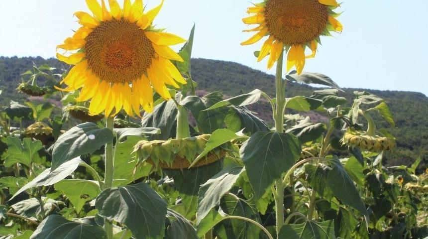 Ay&ccedil;i&ccedil;eğinde Son 50 Yılın En Y&uuml;ksek Verimi Bekleniyor