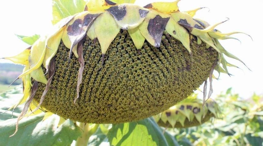 Tekirdağ&rsquo;da 30 Bin &Ccedil;ift&ccedil;iye 140 Milyon Destek &Ouml;demesi Yapılacak