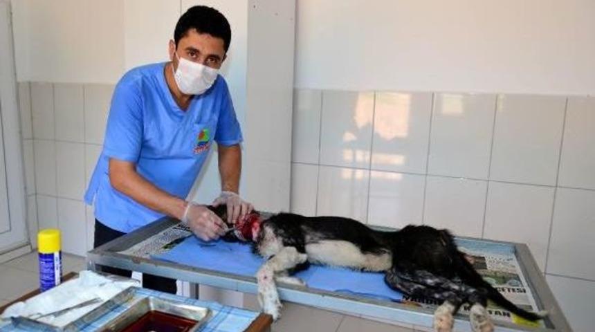 Boynundaki Tasmanın Yaraladığı K&ouml;pek Tedaviye Alındı