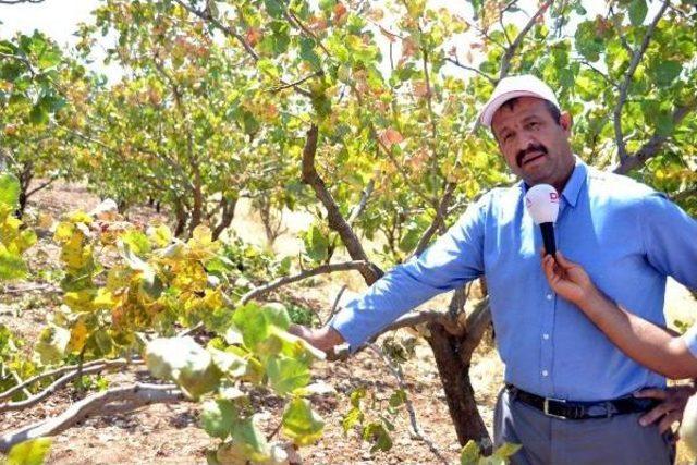 Siirt'te Domuz Sürüleri Üzüm Bağı Ve Fıstık Ağaçlarına Dadandı