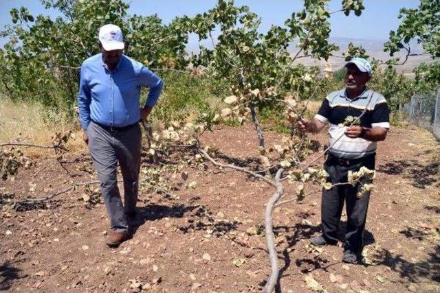 Siirt'te Domuz Sürüleri Üzüm Bağı Ve Fıstık Ağaçlarına Dadandı