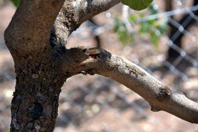 Siirt'te Domuz Sürüleri Üzüm Bağı Ve Fıstık Ağaçlarına Dadandı