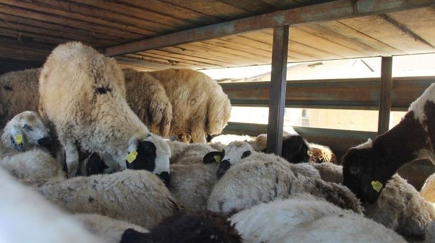 Bing&ouml;l&rsquo;de &lsquo;gen&ccedil; &Ccedil;ift&ccedil;i Hibe Desteği Projesi&rsquo;