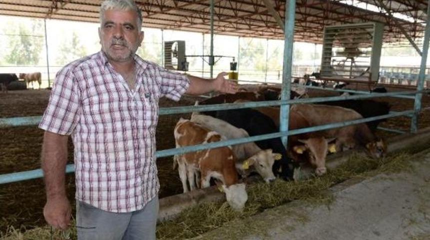 Et Ve S&uuml;t Kurumu Aracılığıyla Aldığı Danalar Telef Oldu