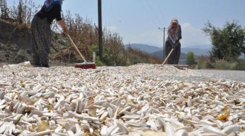 İneg&ouml;l'de &Ccedil;erezlik Ay &Ccedil;i&ccedil;eği Hasadına Başlandı