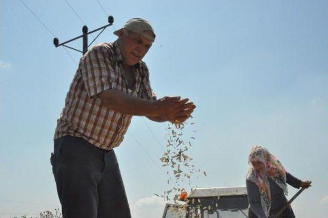 İnegöl'de Çerezlik Ay Çiçeği Hasadına Başlandı