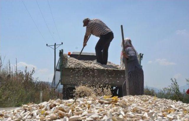 İnegöl'de Çerezlik Ay Çiçeği Hasadına Başlandı