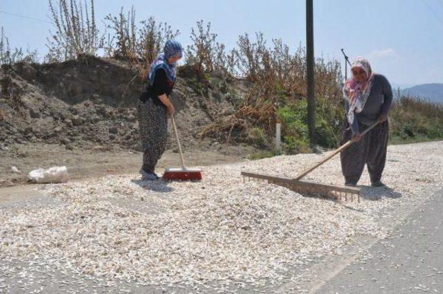 İnegöl'de Çerezlik Ay Çiçeği Hasadına Başlandı