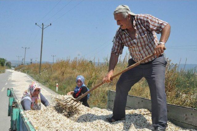 Ay Çekirdeğini Rüzgar Vurdu