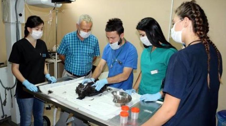 Endenozya'dan Getirttiği Tavuğu &Ouml;l&uuml;nce Otopsi Yaptırdı