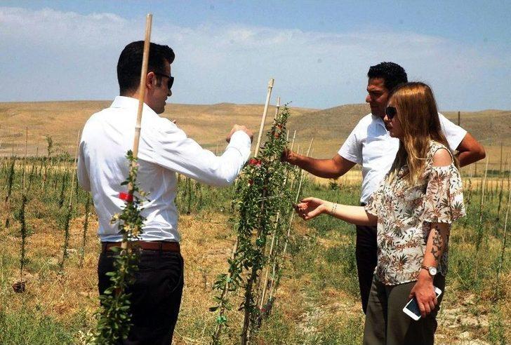 Mutluluk Meyvesi Goji Berry Van’da Üretildi G1