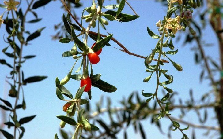 Mutluluk Meyvesi Goji Berry Van’da Üretildi G2