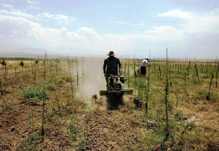 Mutluluk Meyvesi Goji Berry Van’da Üretildi G3