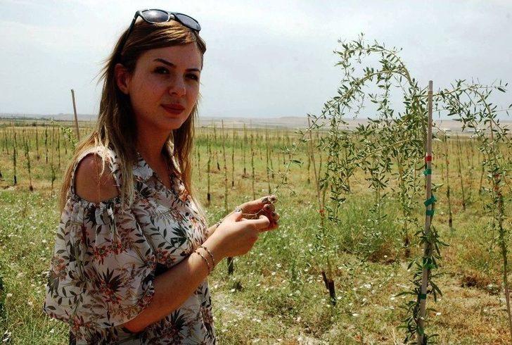 Mutluluk Meyvesi Goji Berry Van’da Üretildi G4