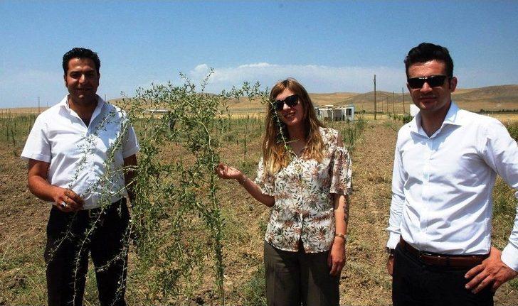 Mutluluk Meyvesi Goji Berry Van’da Üretildi G5