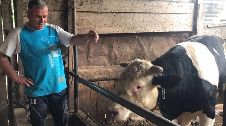 İkinci El Araba Fiyatına Dana