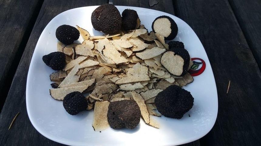 K&uuml;tahya T&uuml;rkmen Dağında &rsquo;tr&uuml;f Mantarı&rsquo; Bulundu